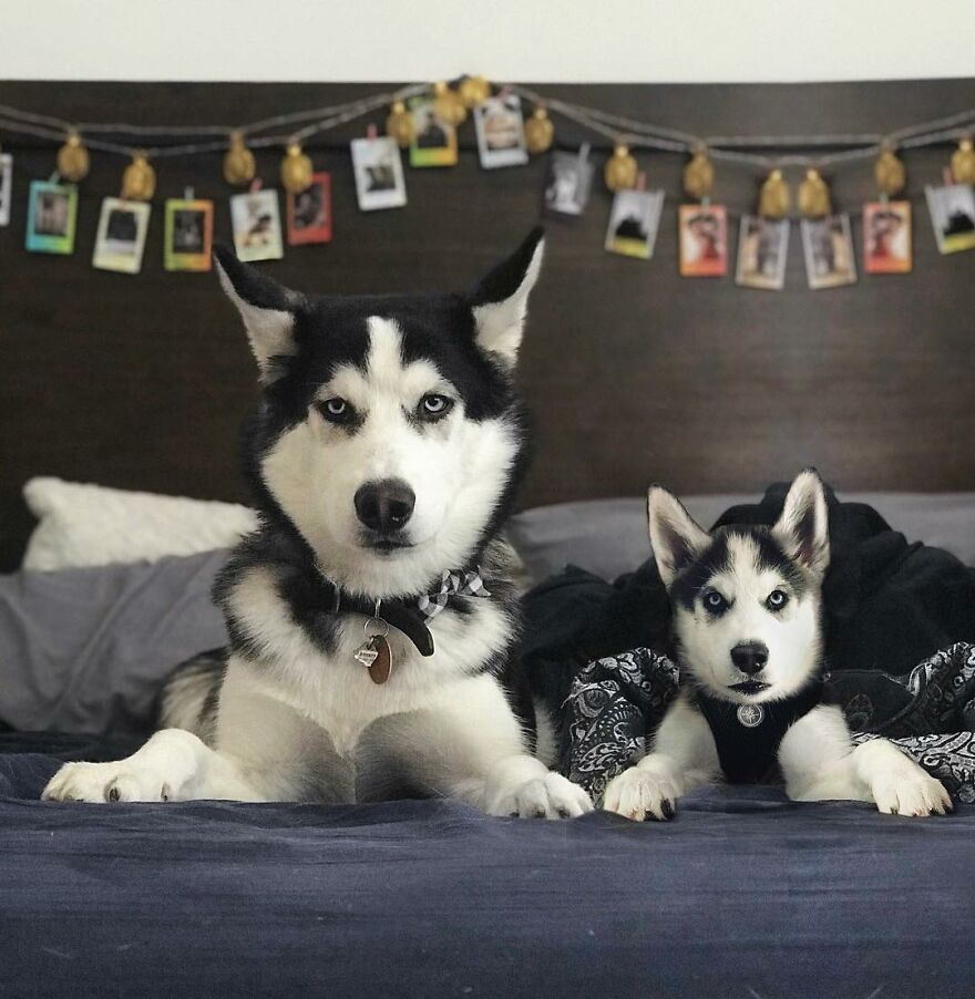 Digital Artist Combines Photos Of Dogs As Puppies And Adults Into One Wholesome Image