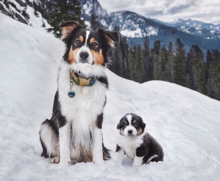 Digital Artist Combines Photos Of Dogs As Puppies And Adults Into One Wholesome Image