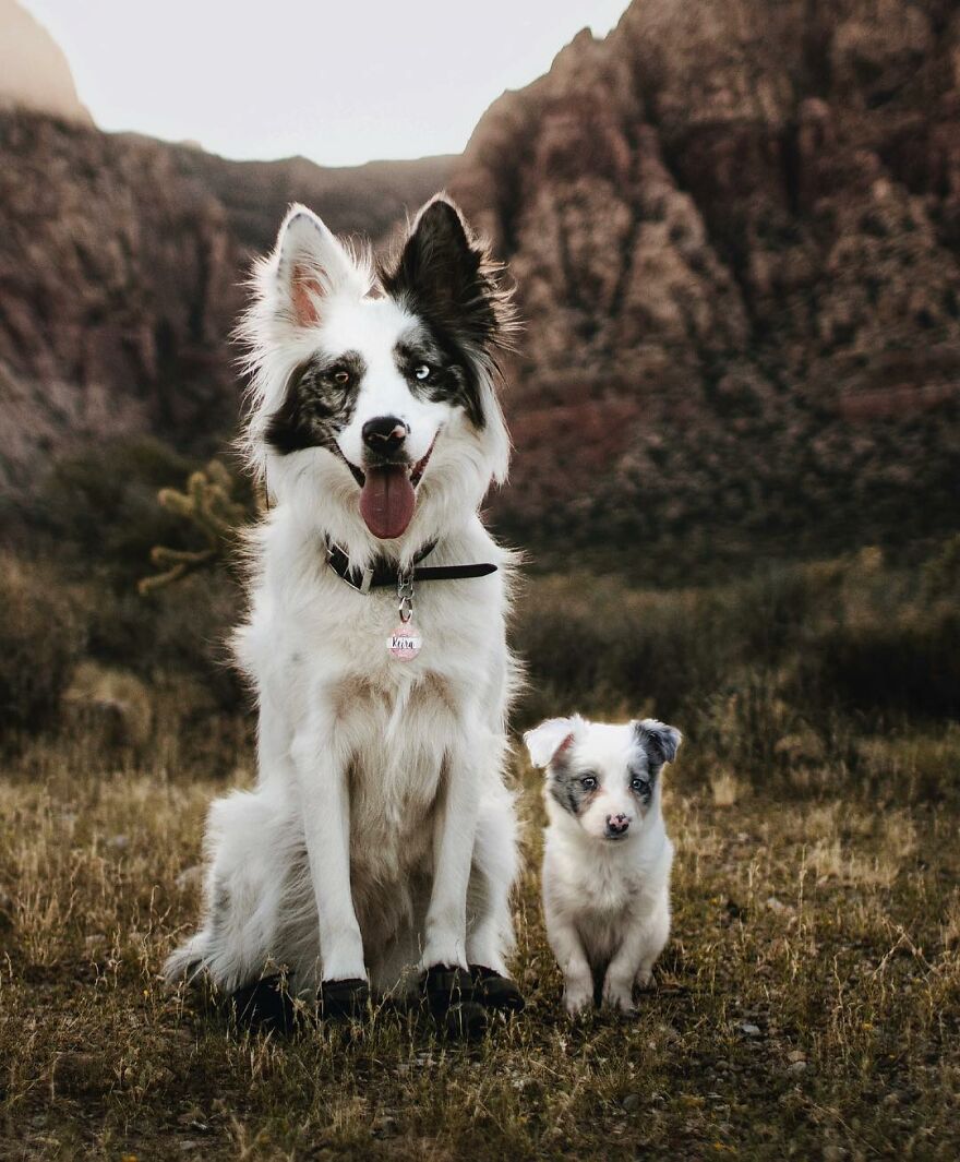 Digital Artist Combines Photos Of Dogs As Puppies And Adults Into One Wholesome Image