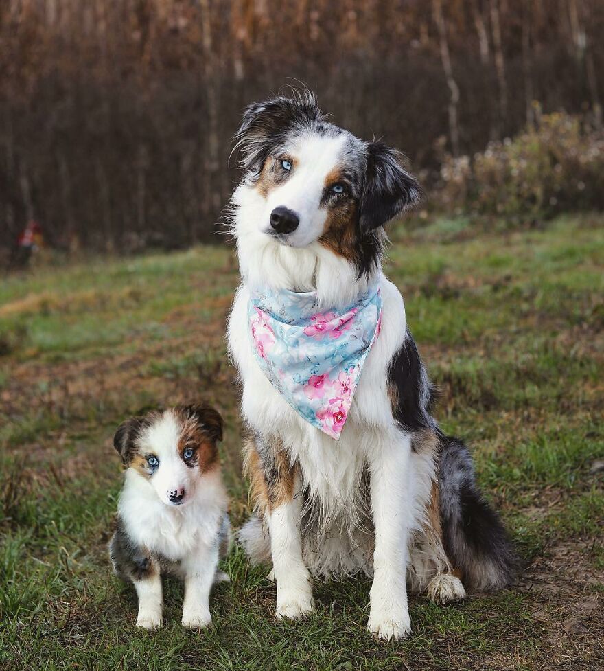 Digital Artist Combines Photos Of Dogs As Puppies And Adults Into One Wholesome Image