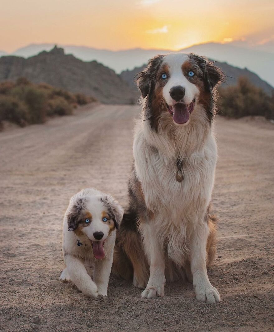 Digital Artist Combines Photos Of Dogs As Puppies And Adults Into One Wholesome Image