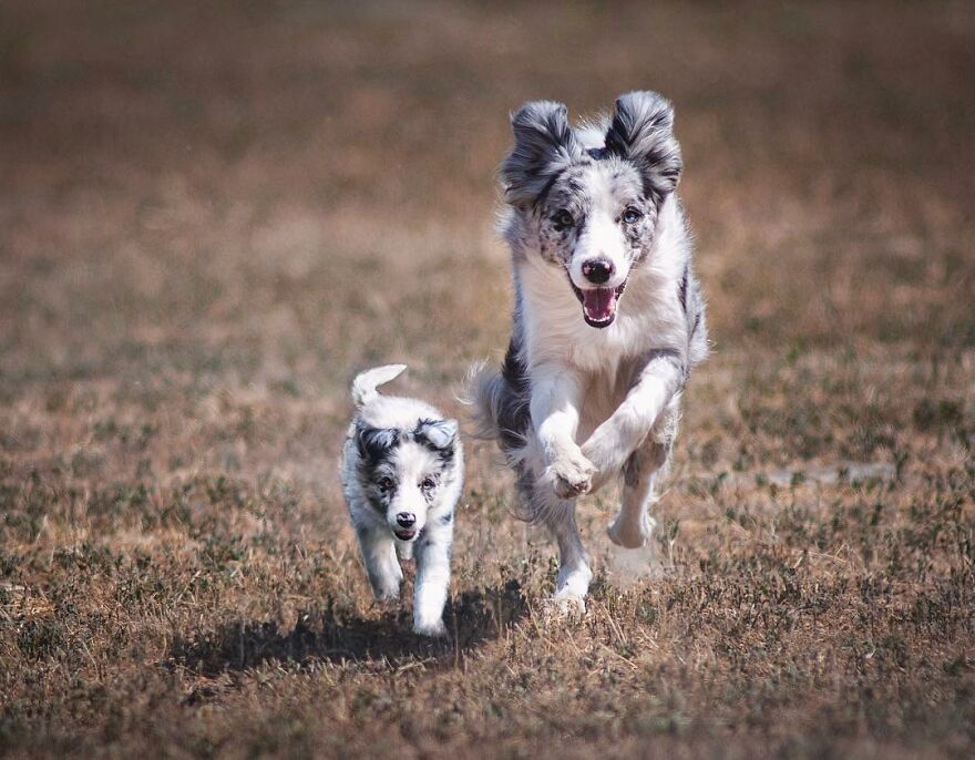 Digital Artist Combines Photos Of Dogs As Puppies And Adults Into One Wholesome Image