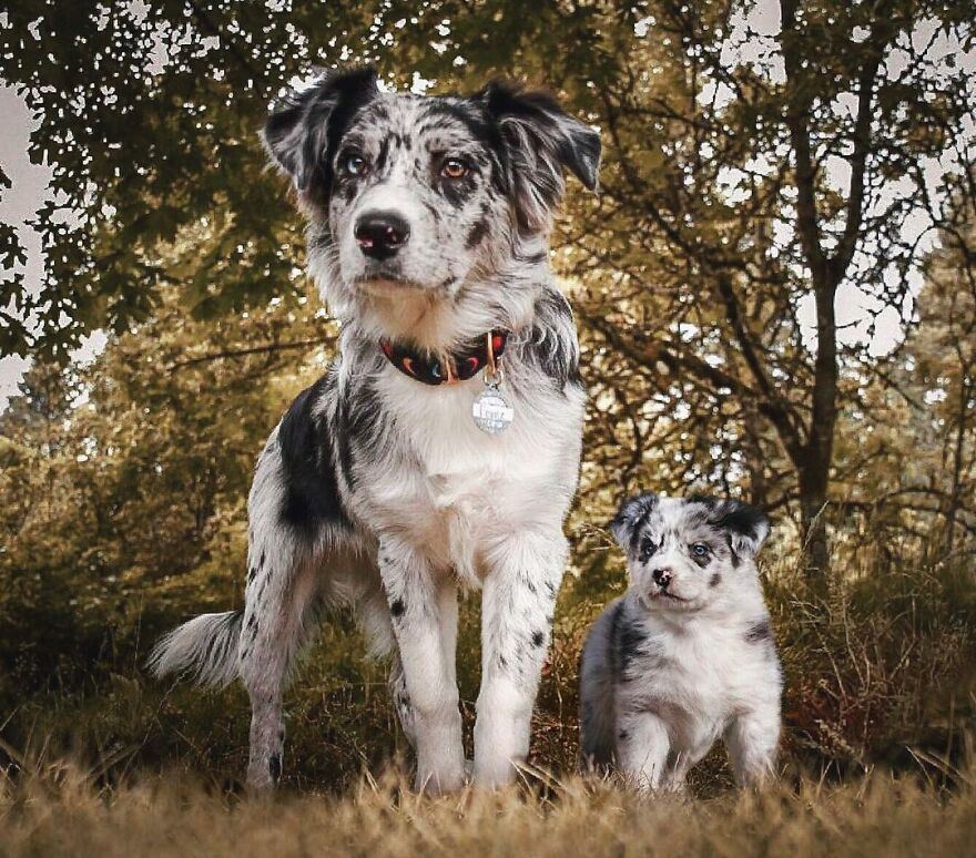 Digital Artist Combines Photos Of Dogs As Puppies And Adults Into One Wholesome Image