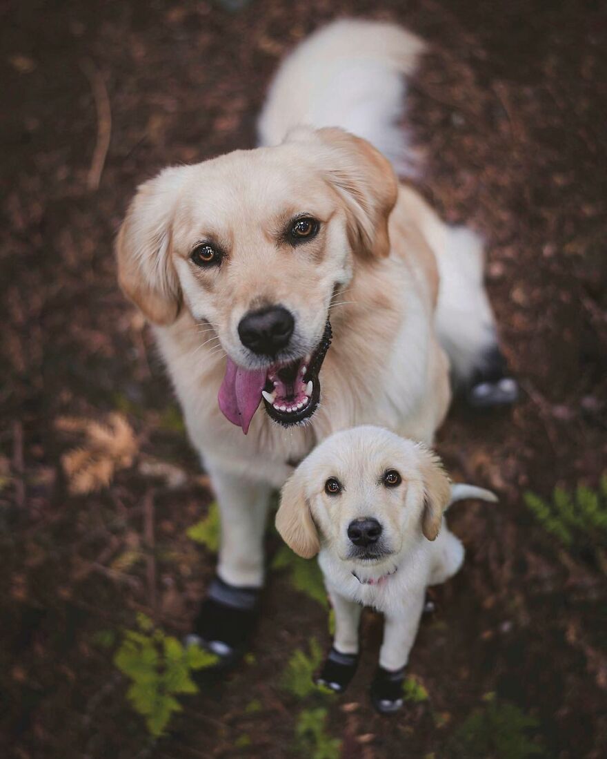 Digital Artist Combines Photos Of Dogs As Puppies And Adults Into One Wholesome Image