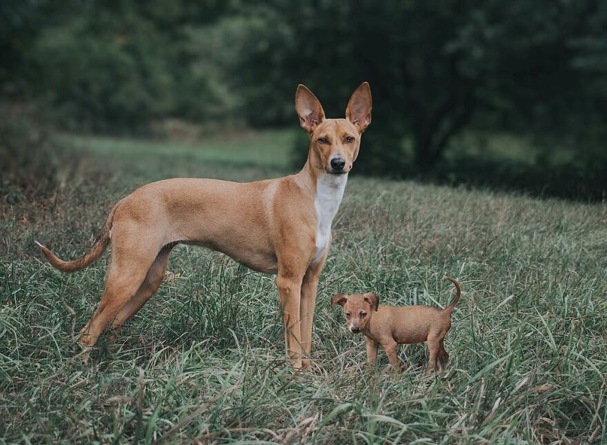 Digital Artist Combines Photos Of Dogs As Puppies And Adults Into One Wholesome Image