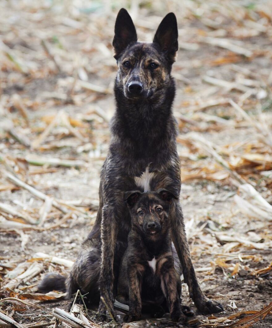 Digital Artist Combines Photos Of Dogs As Puppies And Adults Into One Wholesome Image