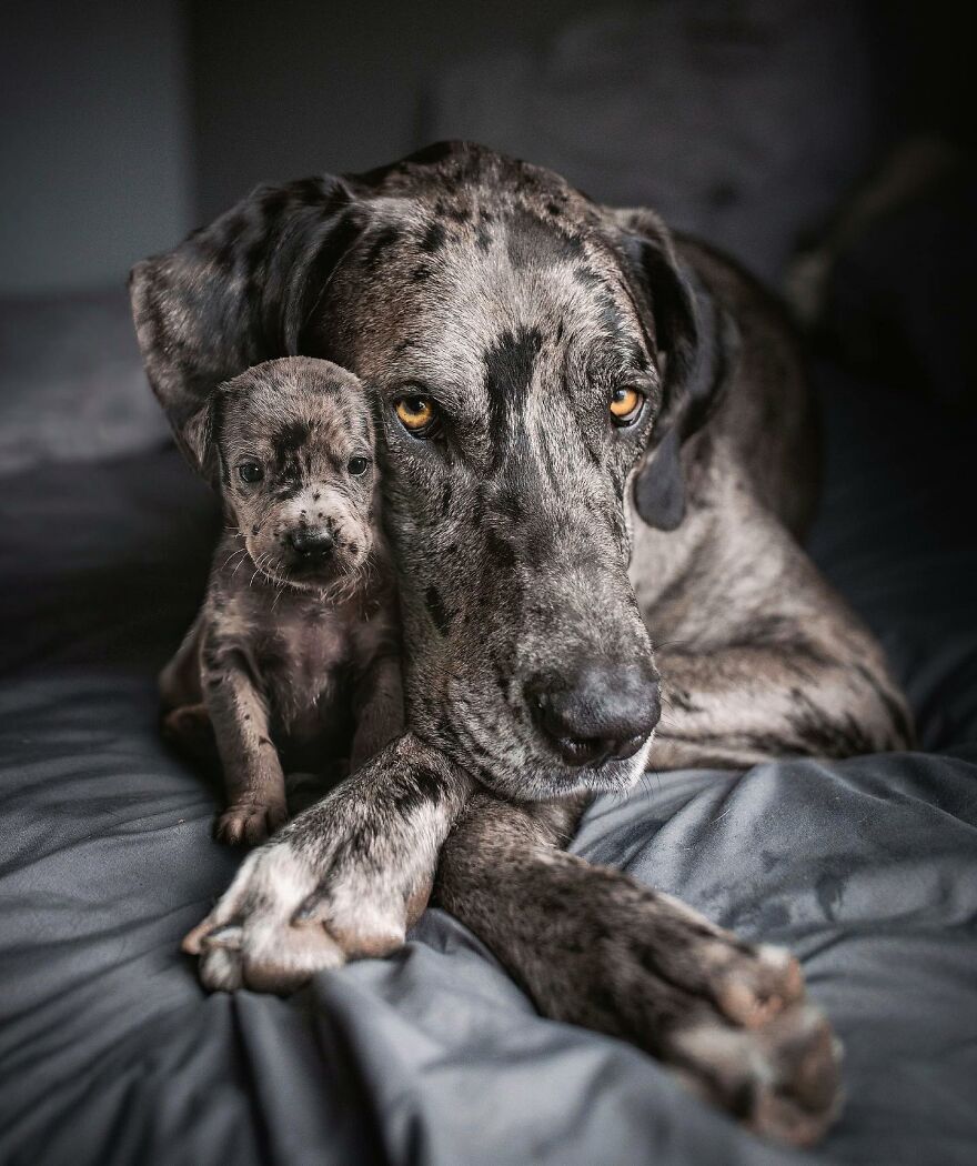 Digital Artist Combines Photos Of Dogs As Puppies And Adults Into One Wholesome Image