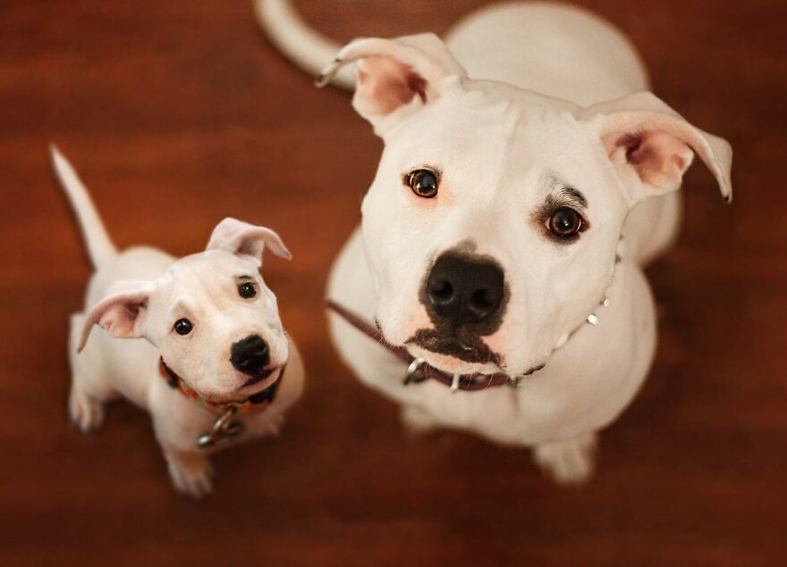 Digital Artist Combines Photos Of Dogs As Puppies And Adults Into One Wholesome Image