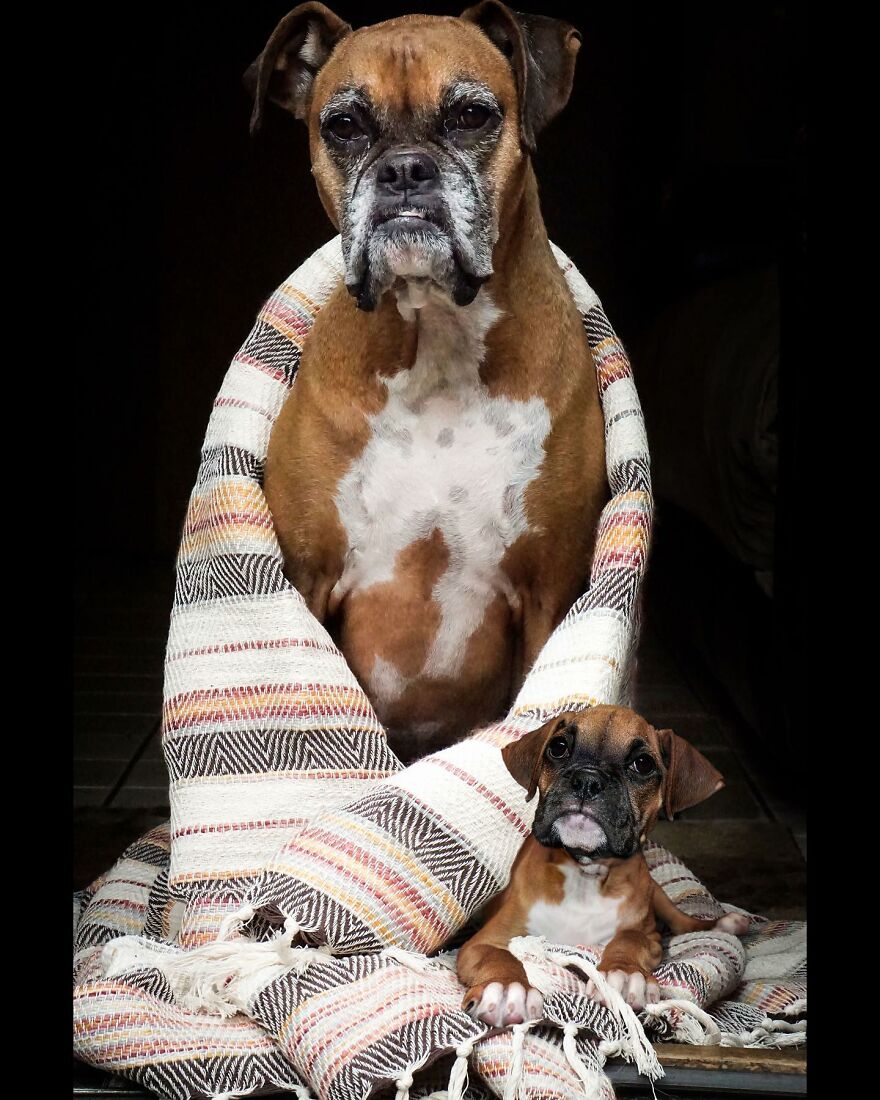 Digital Artist Combines Photos Of Dogs As Puppies And Adults Into One Wholesome Image