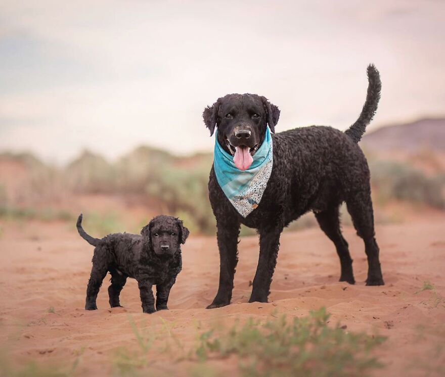 Digital Artist Combines Photos Of Dogs As Puppies And Adults Into One Wholesome Image
