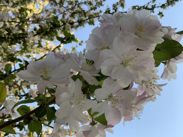 Begonia Tree (Sorry The Lightning Is Bad)