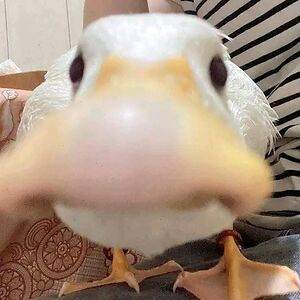 carianadrielle avatar