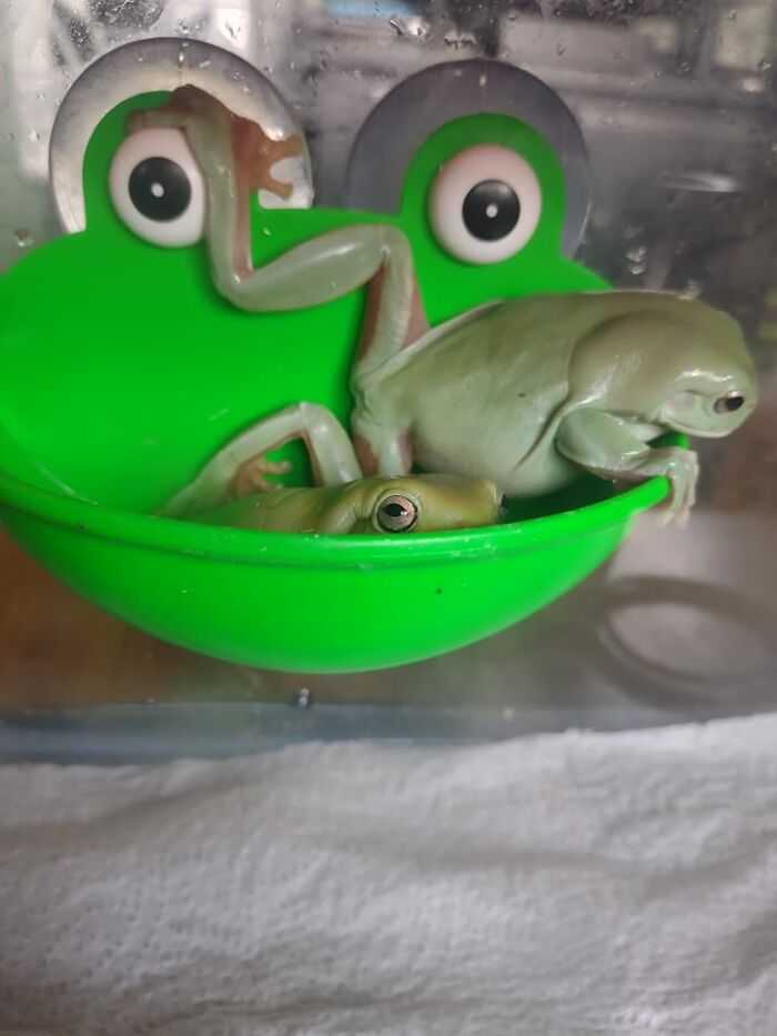Fred And Beans Waiting For Their Big Room To Be Cleaned. My Daughter's Whites Tree Frogs. They Are Wildly Entertaining