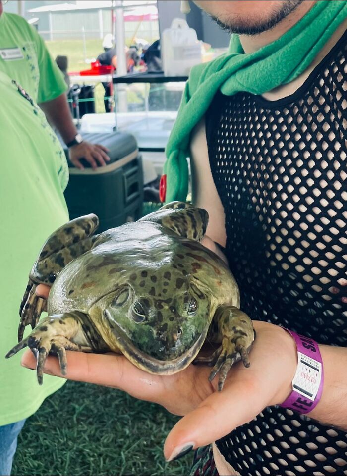 Went To A Frog Festival In My State, And Held This Monster Of A Boi. His Name Is Jacques