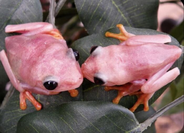 Pink Sided Treefrogs
