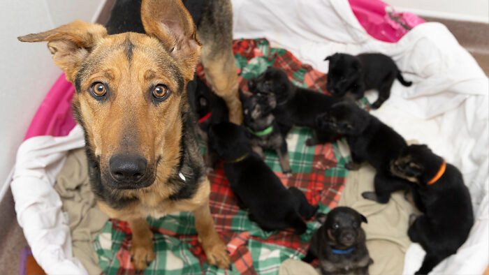 Dog Gives Birth To 7 Puppies On The Way To The Hospital Where She Was Taken Because Of A Rattlesnake Bite Dog Gives Birth To 7 Puppies On The Way To The Hospital Where She Was Taken Because Of A Rattlesnake Bite