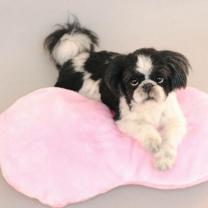 Hard To Believe These Animals Are Not Real But Made Of Wool (New Pics)