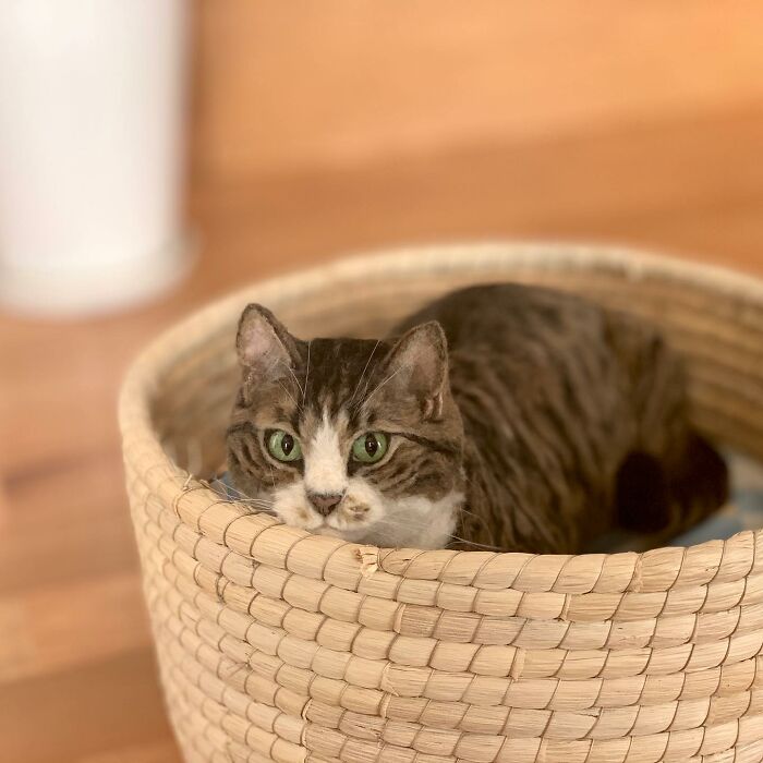 Hard To Believe These Animals Are Not Real But Made Of Wool (New Pics)