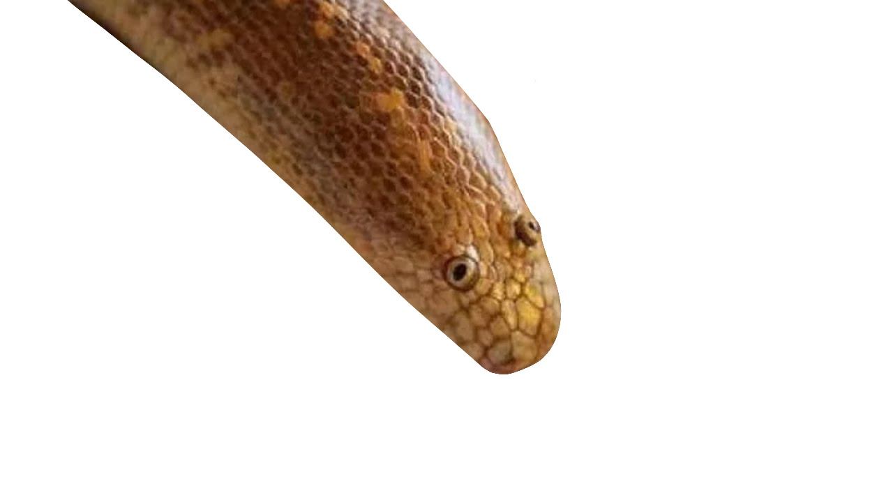 Hey Pandas, Edit This Photo Of A Snake!