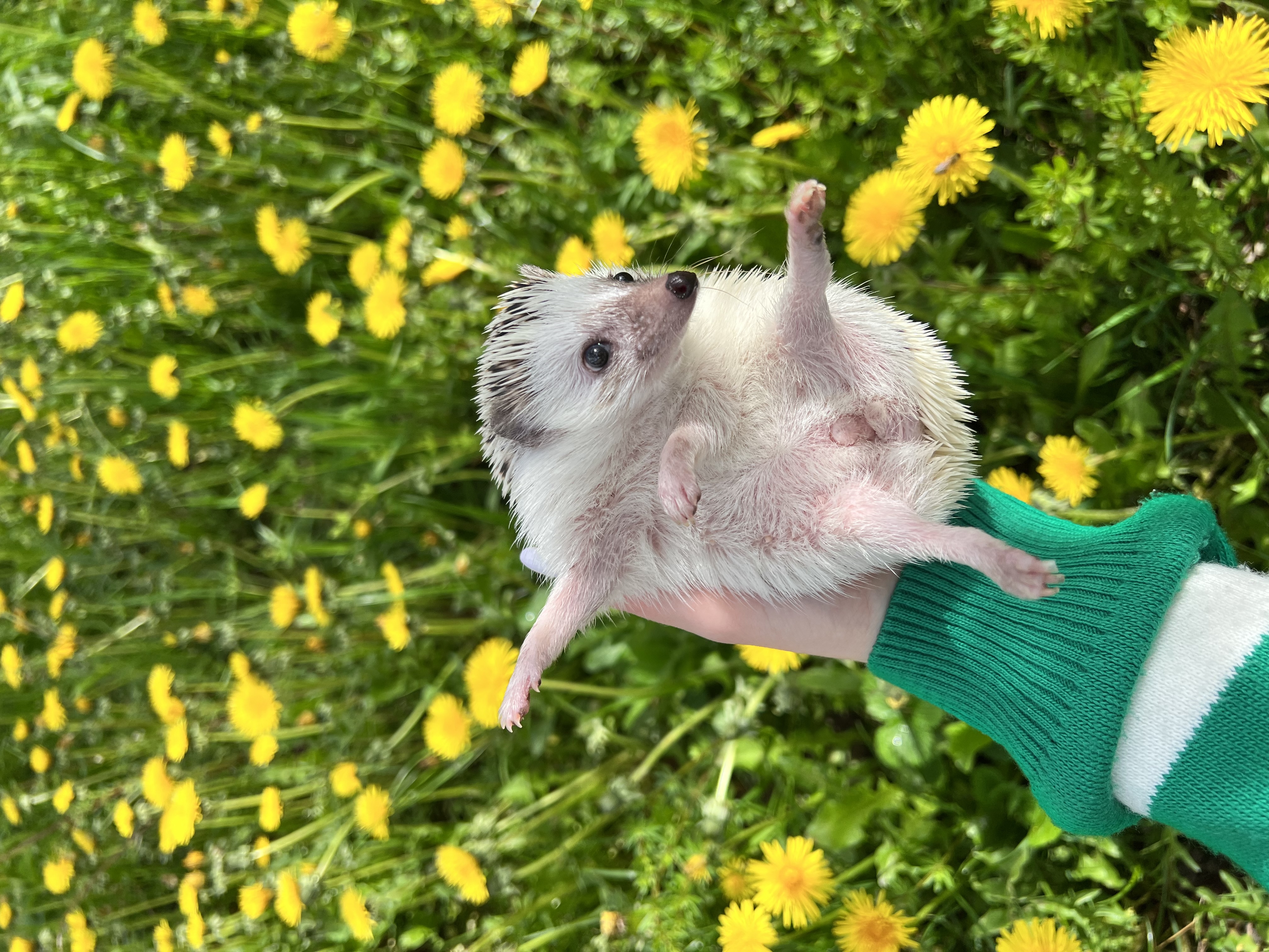 “Hey Pandas, Post The Funniest Photo Of Your Pet