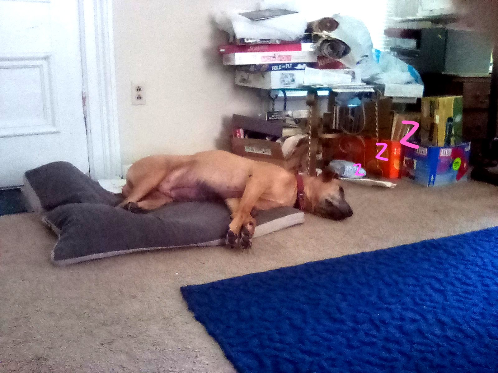 Hey Pandas, What Are Your Pets?