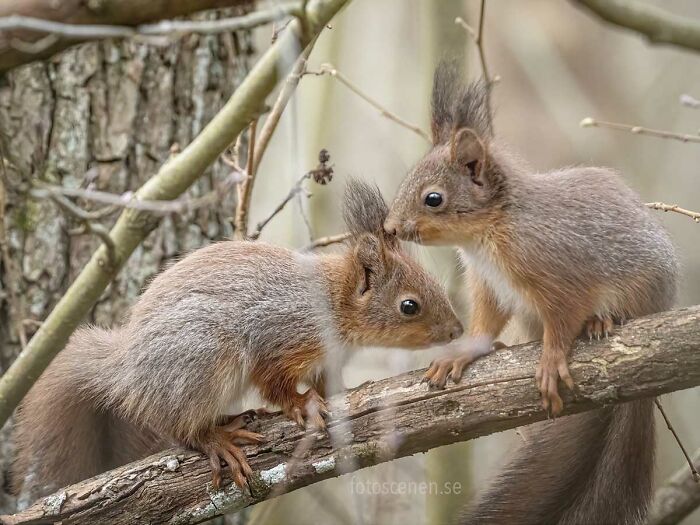 I Brought My Studio To The Forrest And Found Some Squirrel Super Models