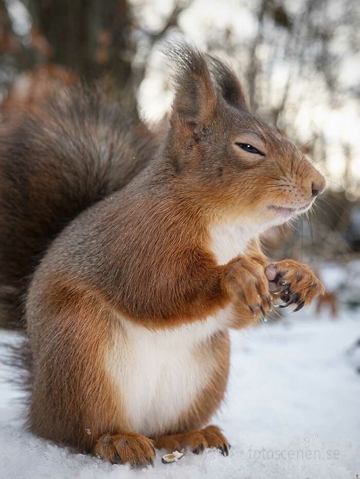 I Brought My Studio To The Forrest And Found Some Squirrel Super Models