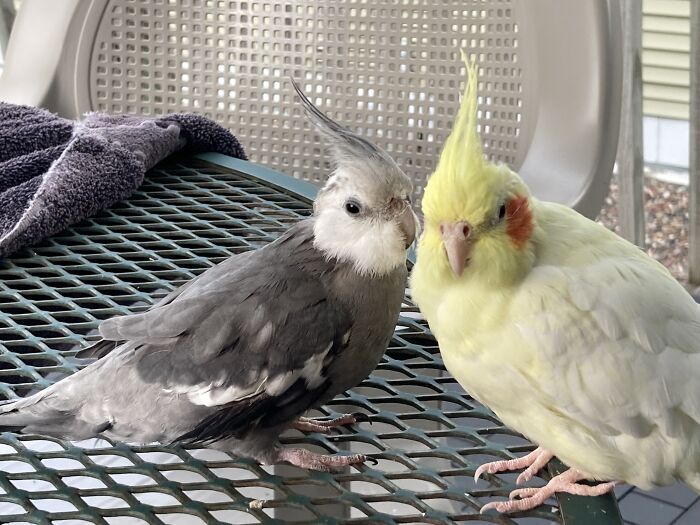 Bites (Left / Grey) & Lemon (Right / White-Yellow) - Enjoying The Deck & Sun