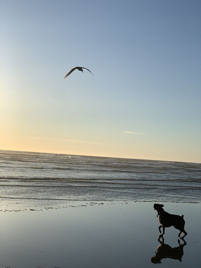 Buddy Chasing A Seagull On The Beach