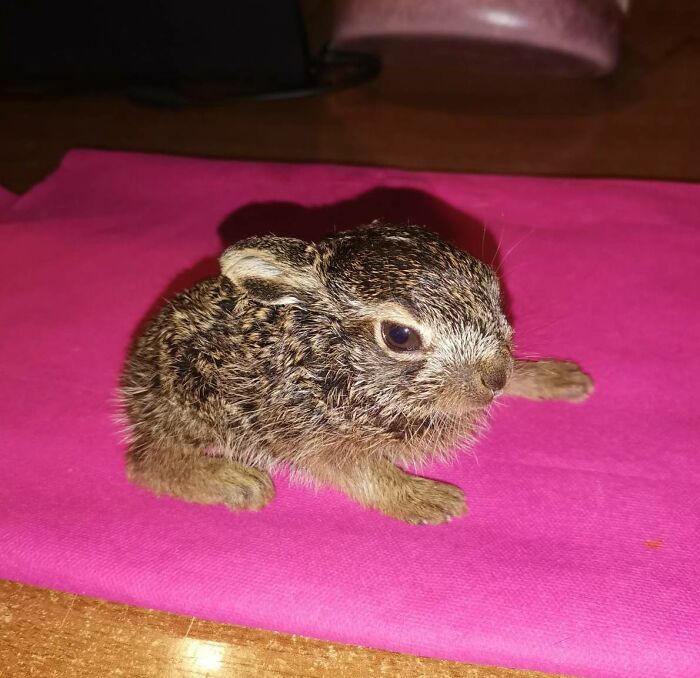 Timothy, Found In The City Park After Easter, Now Weighs Five Times More And Will Soon Be Ready For A Free Life