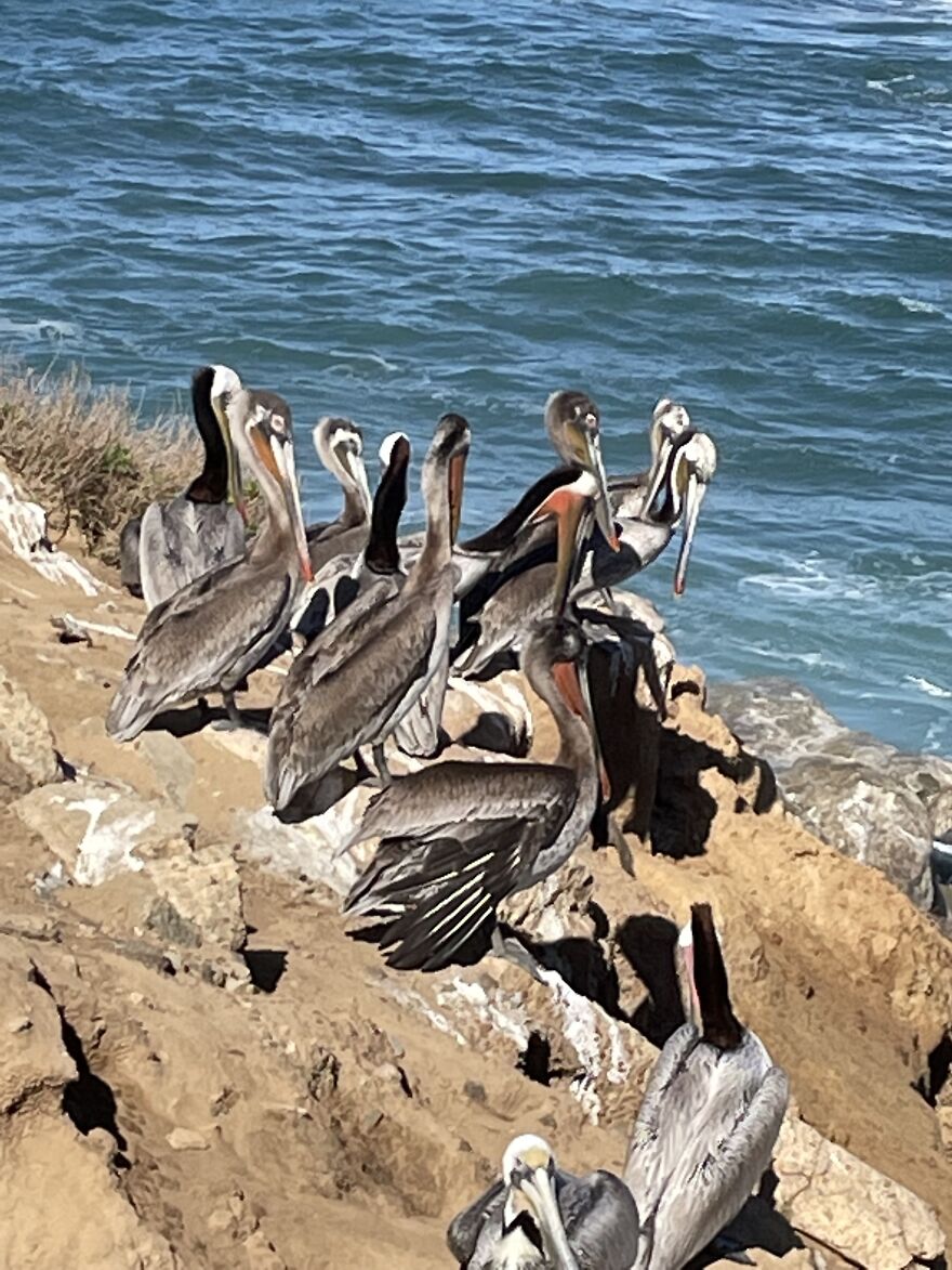 Pelicans