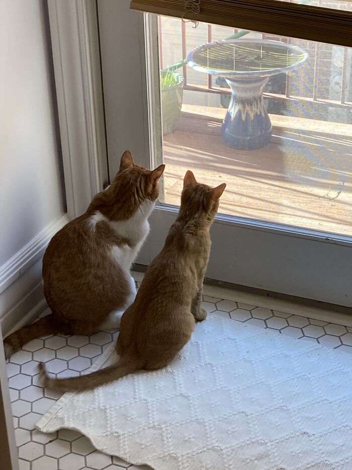 Two Jazz Cats, Ernie (Bruiser) And Billie. We Got Him In The Spring At Four Years Old And Her In The Fall At 10 Weeks Old. I Have Never Seen Two Cats As Bonded As These Guys
