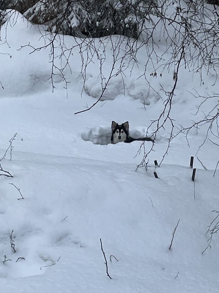 My Dog (He’s A Really Big Dog, Sorry I Don’t Have A Banana)