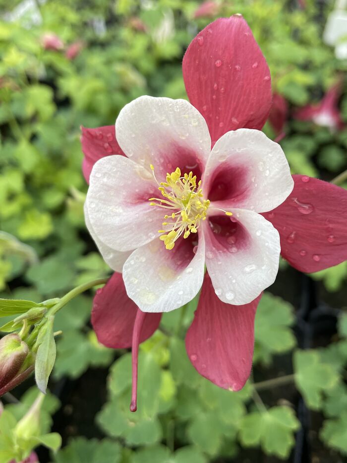 A Columbine From The Greenhouse I Work At