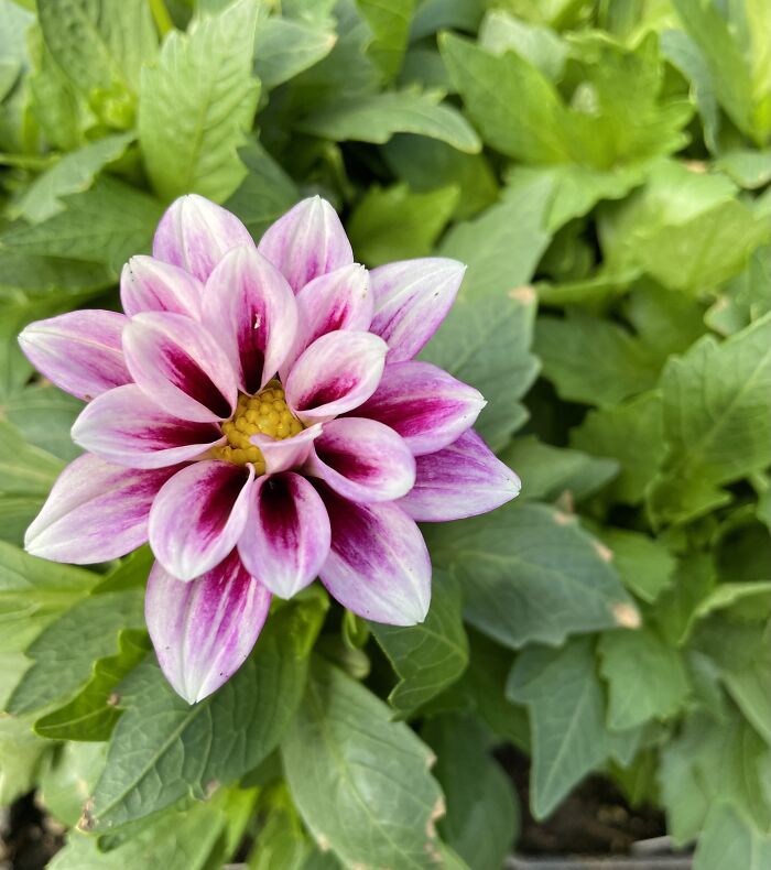 And Here’s A Little Dahlia!