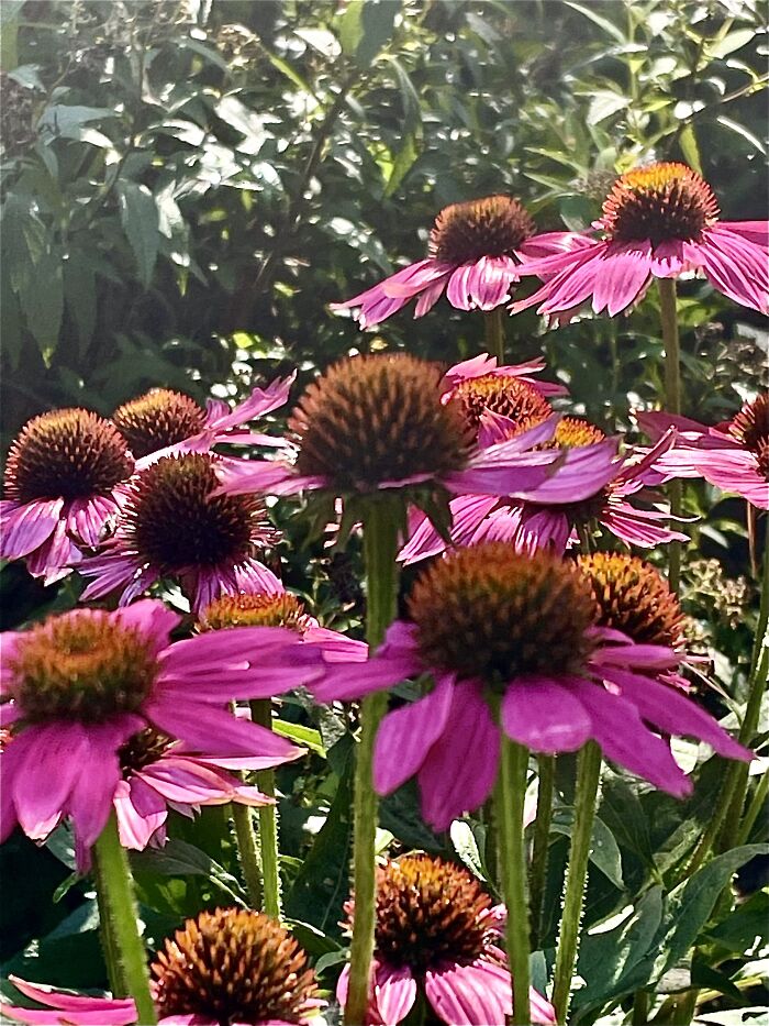 Late Afternoon Sun On Echinacea