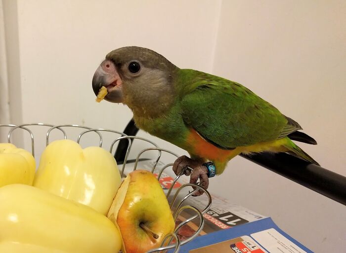 Baby Mango (Senegal Parrot) Eating His Veggies :)