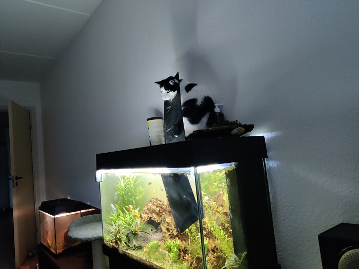 Was Caught, Catching Fish 🐠