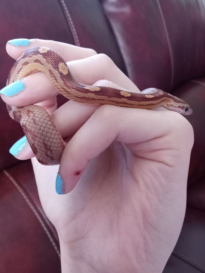 This Is Loki And Even Though We've Only Been Together 3 Months Were Bonding Together So Well . He Loves To Wrap Himself Around My Arm . He's Such A Sweet Lil Snek 🐍