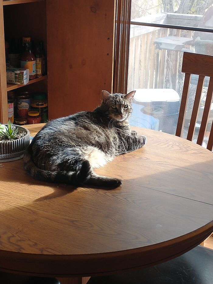 She Knows She's Not Allowed On The Table