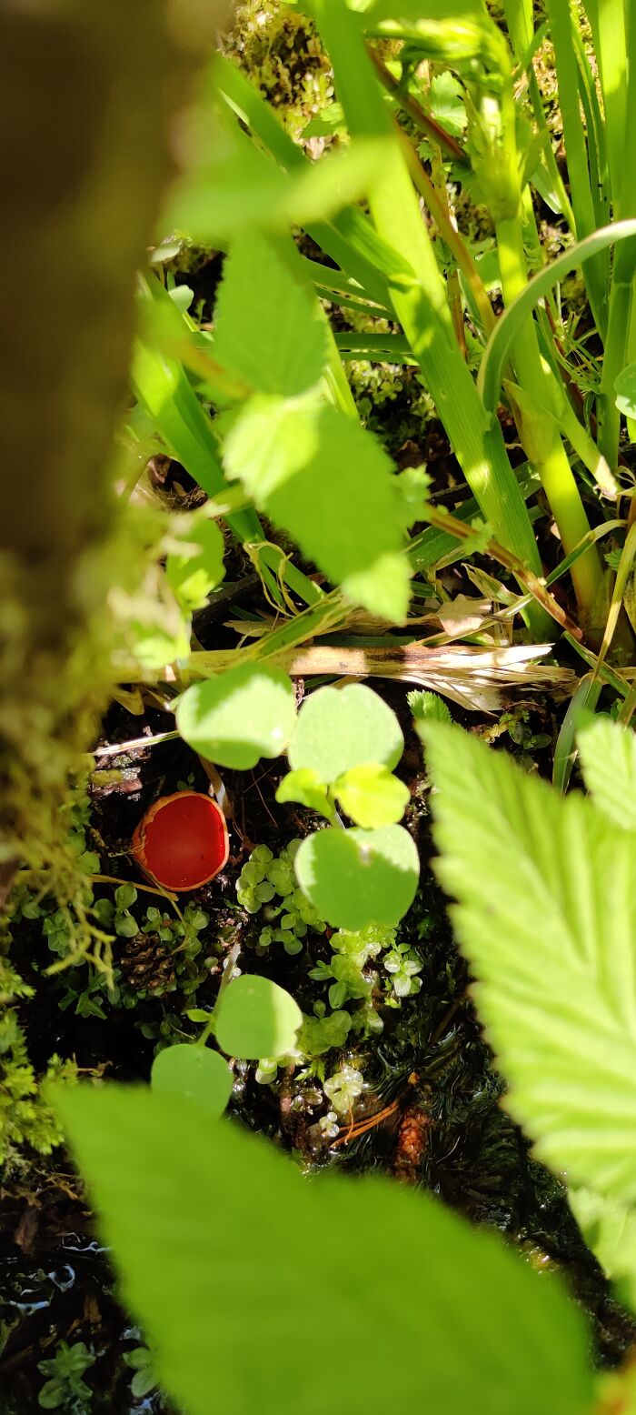 Peekaboo, I See You! Sarcoscypha Coccinea Mushroom