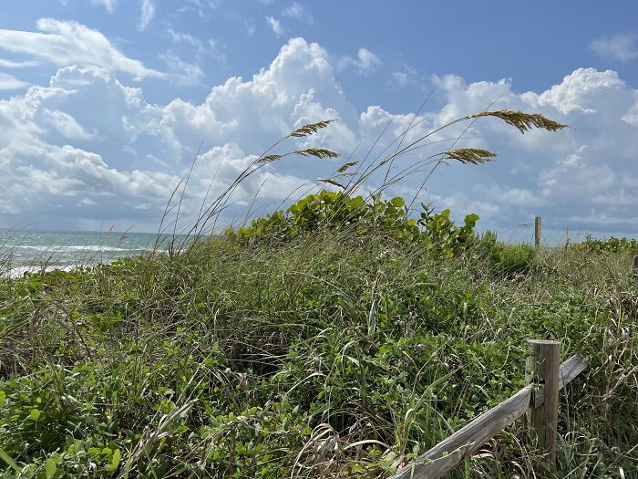 Protected Sea Oat Dune, Satellite Beach (Florida) With Pre-Hurricane Sky