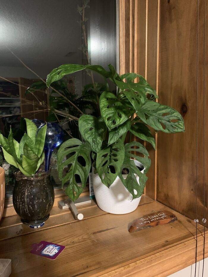 My Beautiful Rescue Swiss Monstera!