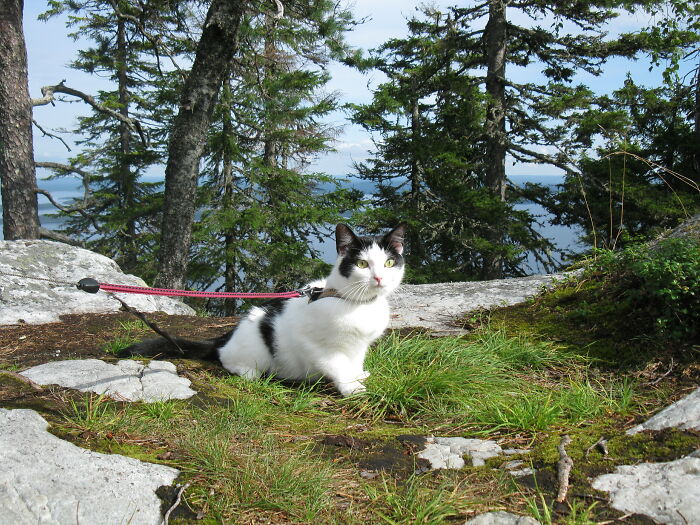 Nana Exploring Koli National Park. Photo From Last Year, She'll Be 2 Years This Month