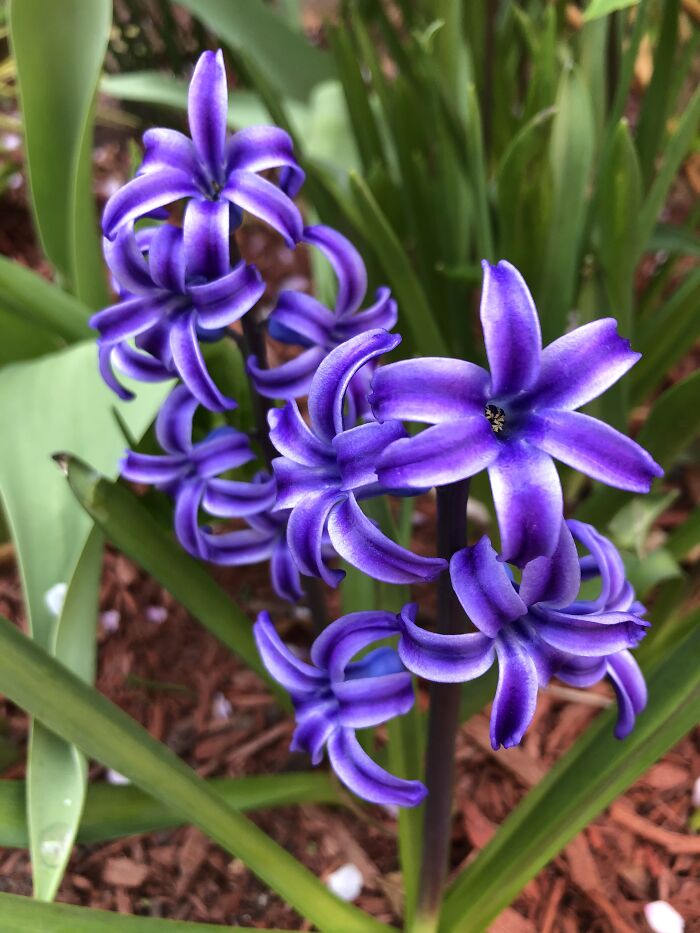 Intensely Purple Hyacinth
