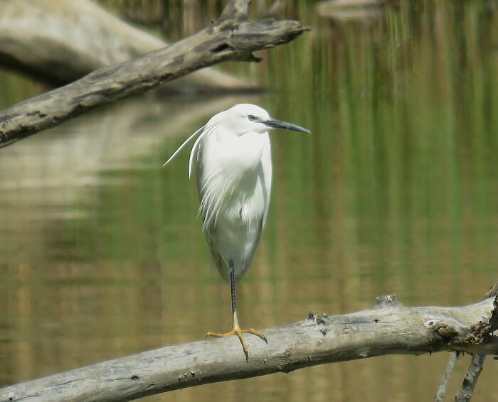 I Think This Is Some Kind Of Heron, On A Pond In A City Park