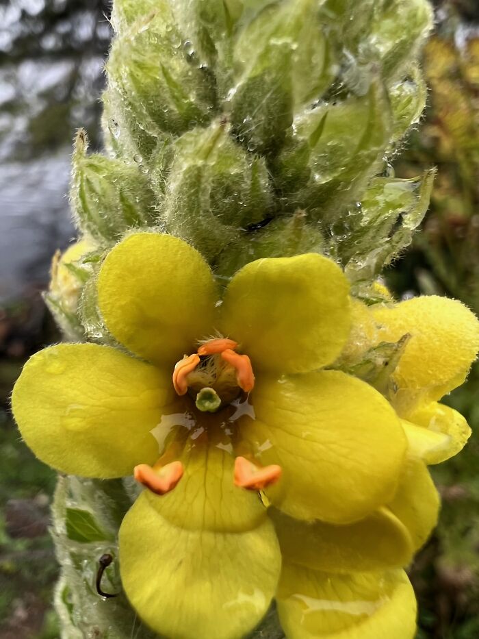 Close Up Of Giant Mullein. Looks Like Fairy With Orange Boots