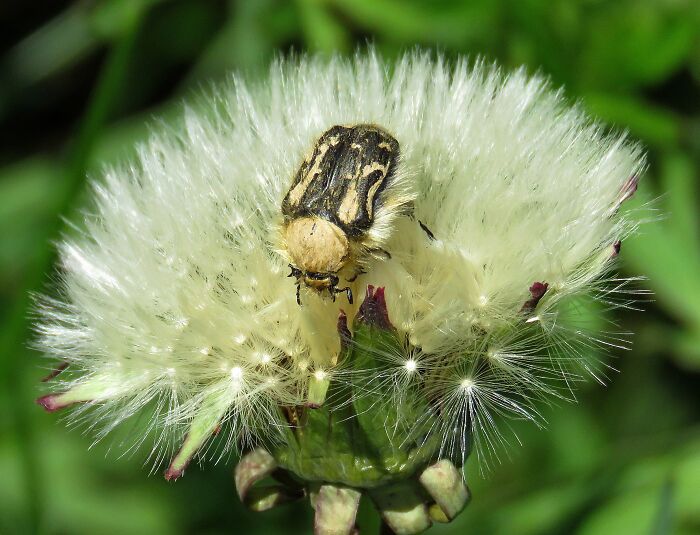 I Think The Bug Got A Little Confused, It's Shaggy But...😊