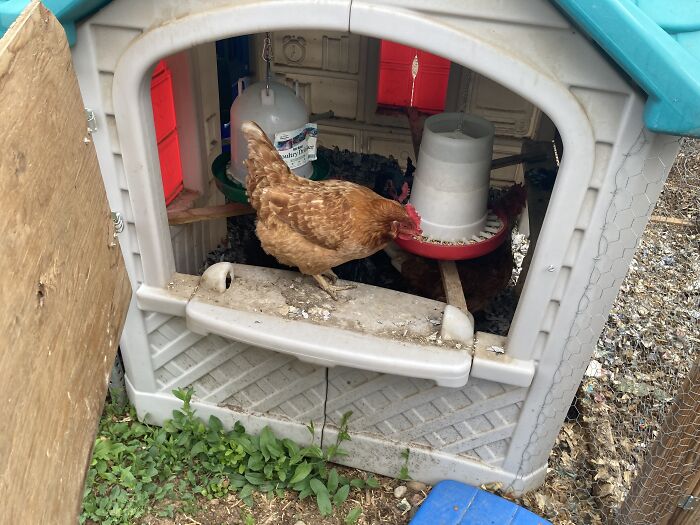 Yes, That Is A Children’s Playhouse