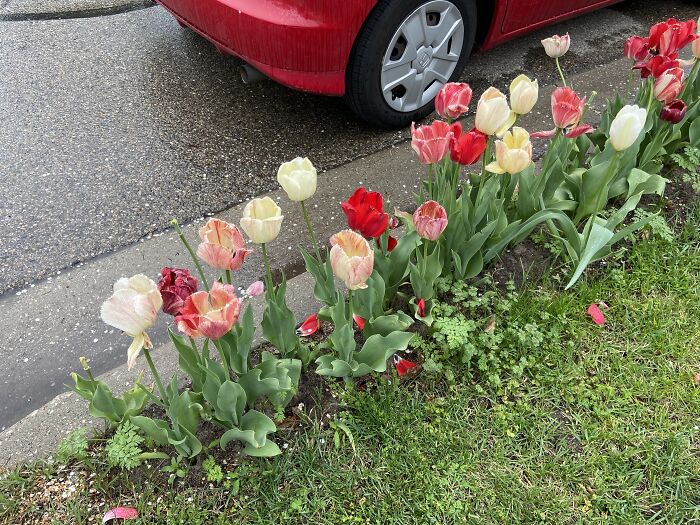 These Hybrid Tulips Next To A Car
